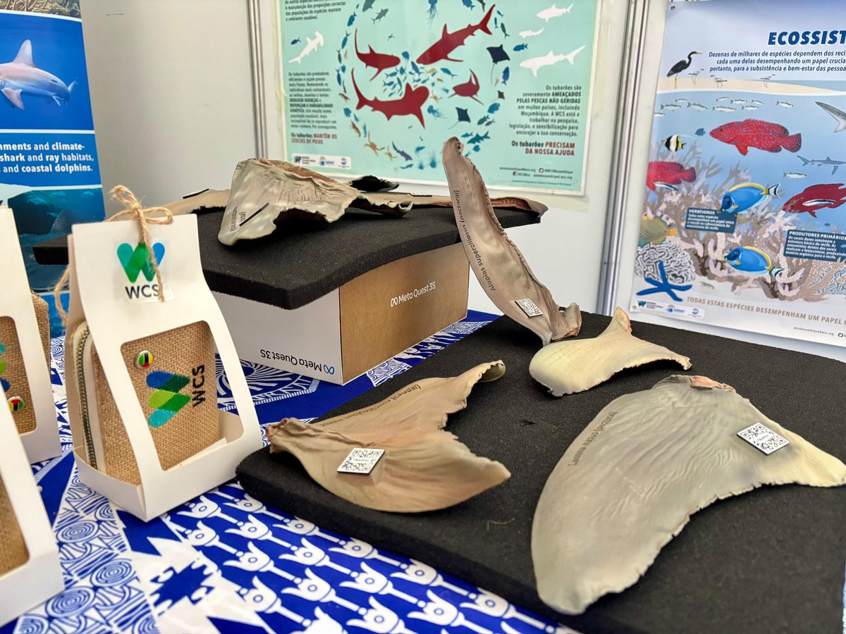 WCSMozambique's tweet photo. A Wildlife Conservation Society (WCS) Moçambique, está a participar na 3ª edição da Conferência de Biodiversidade Marinha, que decorre de 3 a 9 de setembro na cidade da Beira, província de Sofala.
#WCS
#CBM
#BIOFUND https://t.co/kKC0nAHg5H