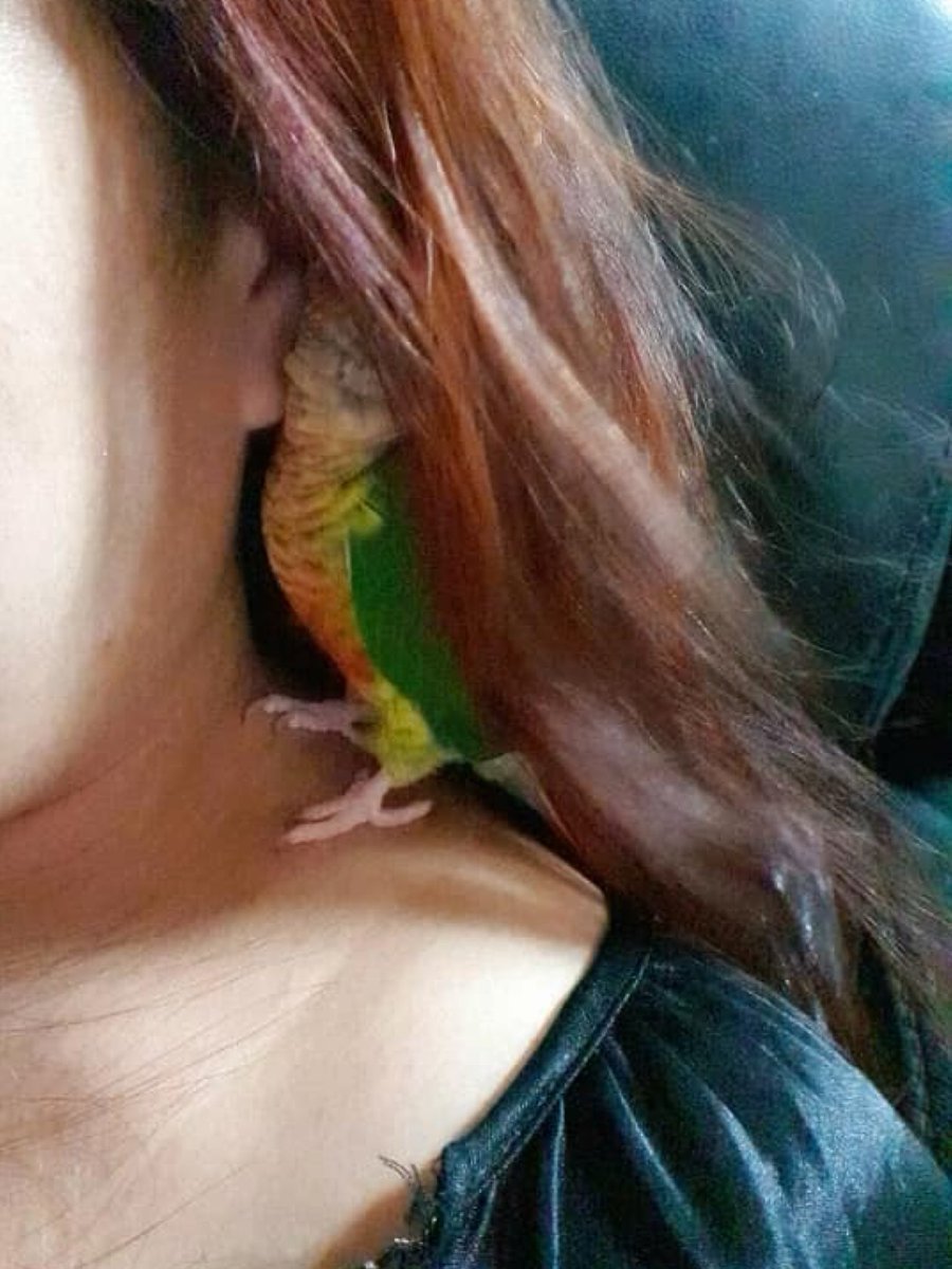 palmerdebra's tweet photo. I miss my afternoons with this feathered fella.

#quando #coneur #petbird #pet #bird #featheredbaby #featheredfriend https://t.co/nmRtlE3VFg