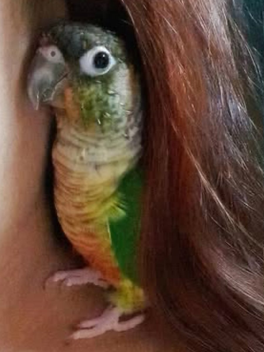 palmerdebra's tweet photo. I miss my afternoons with this feathered fella.

#quando #coneur #petbird #pet #bird #featheredbaby #featheredfriend https://t.co/nmRtlE3VFg