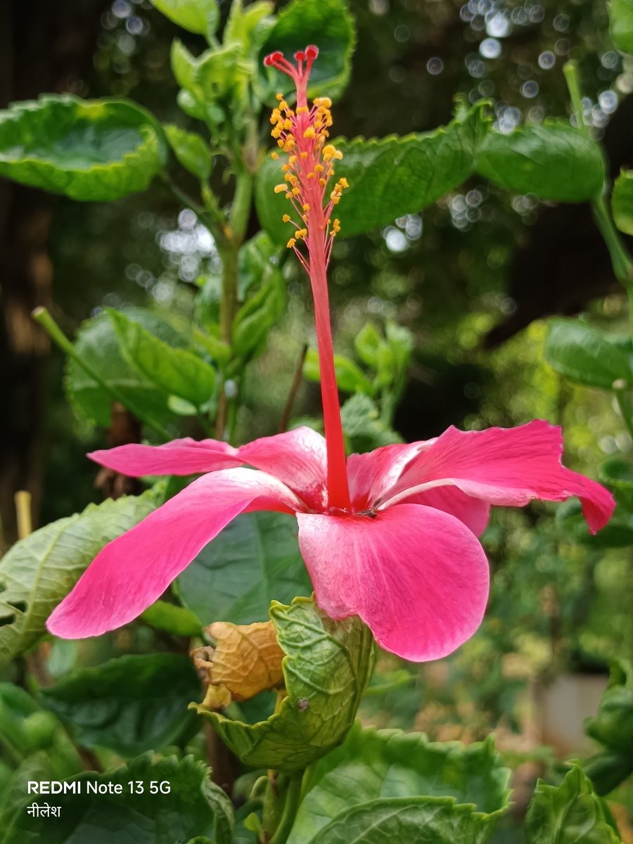 niileshraichura's tweet image. Post a picture you took, just a pic NO description.
#bokeh