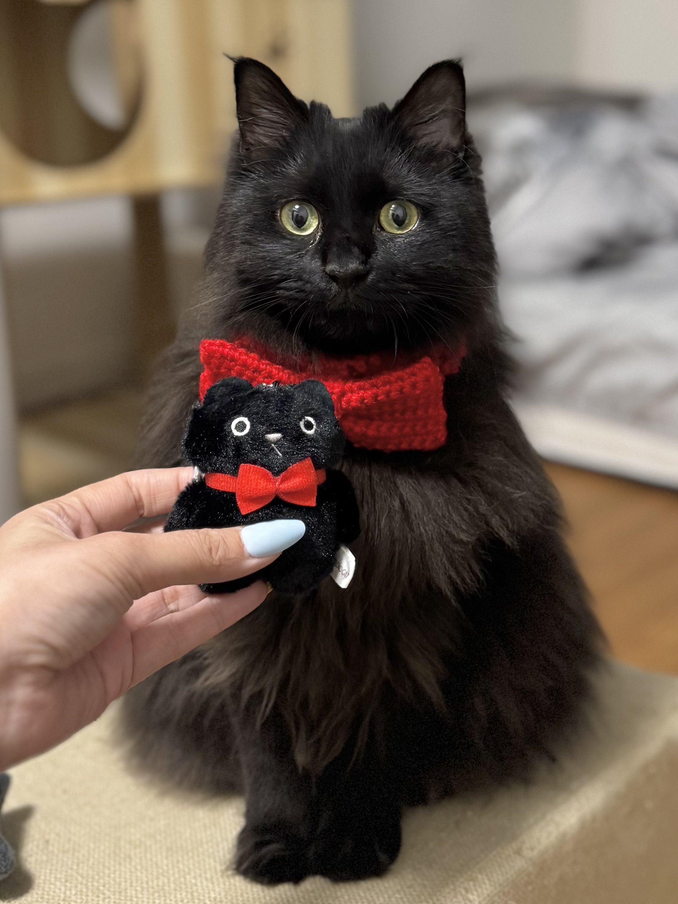 オオモリ キヨ　ココアキャット BROWNIE_Cherry4_600x600_crop_c