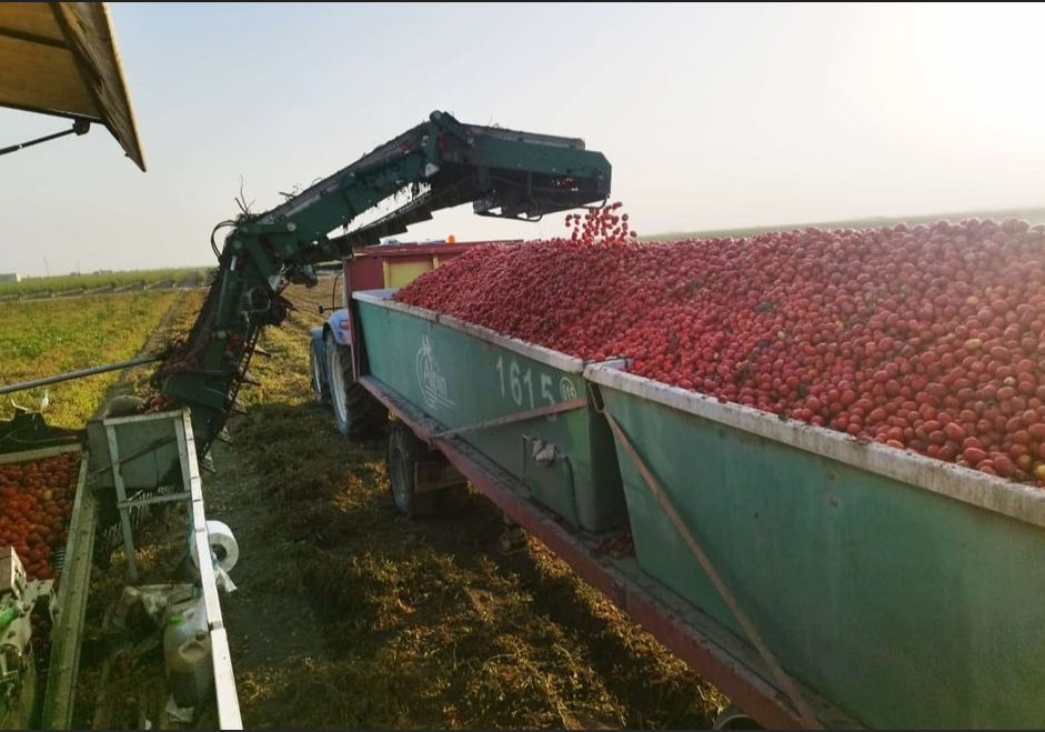El tomate de industria no levanta cabeza, con pérdidas históricas para los agricultores agroclm.com/2025/09/03/el-…