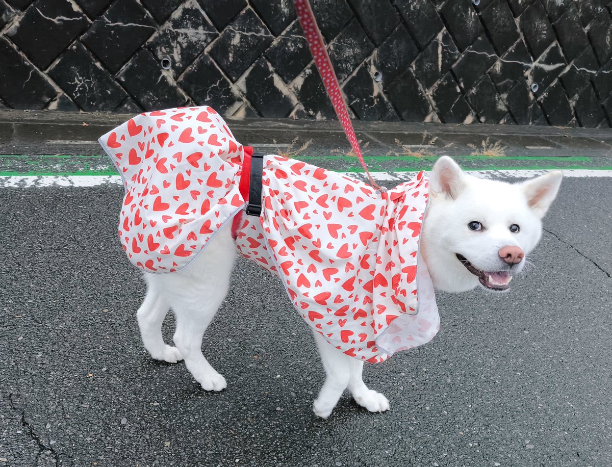 秋田犬 こまち日和 on X: 