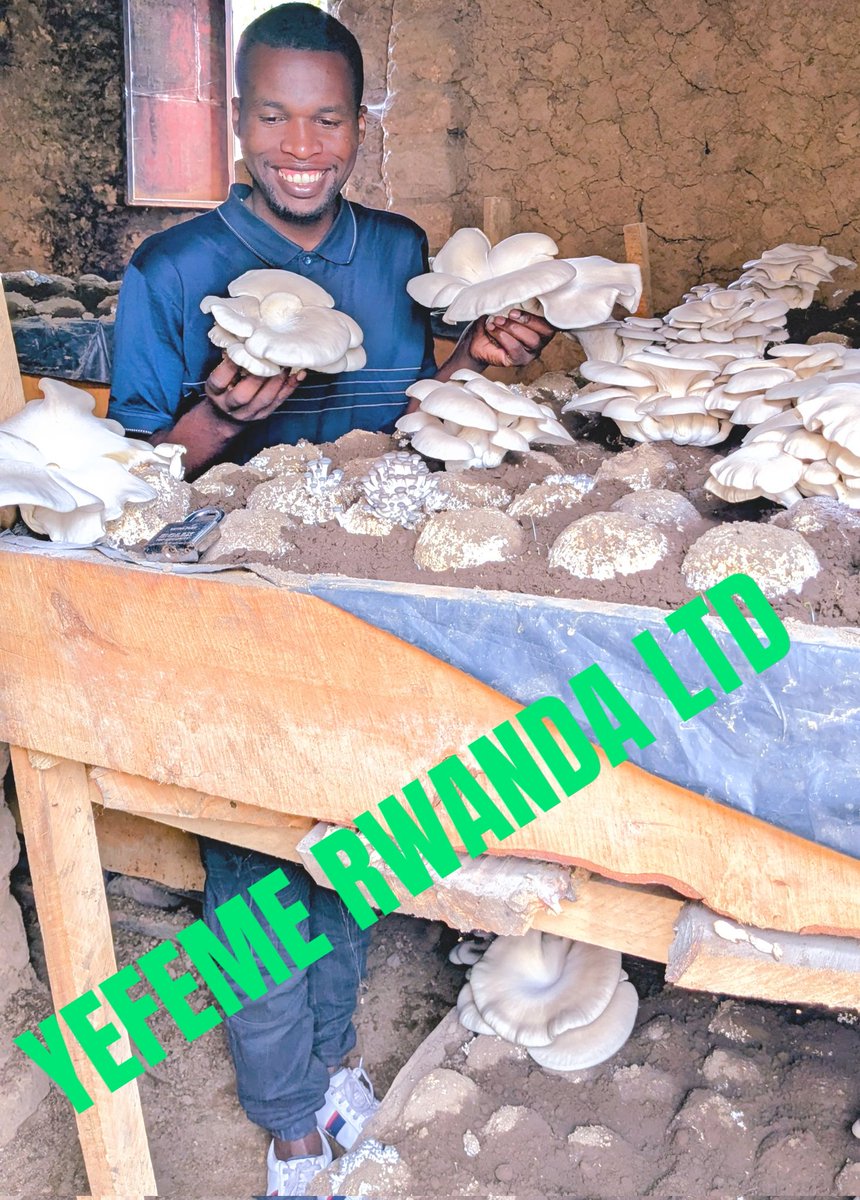 etiennexpert's tweet photo. We had the honor of hosting Mr. Joseph at YEFEME RWANDA LTD 🍄.During his visit to our field, he confirmed what we live and work for every day ,  that YEFEME is truly excelling in mushroom production,
#YEFEMERWANDA #MushroomProduction #AgribusinessInnovation https://t.co/4NZsbYIGTE