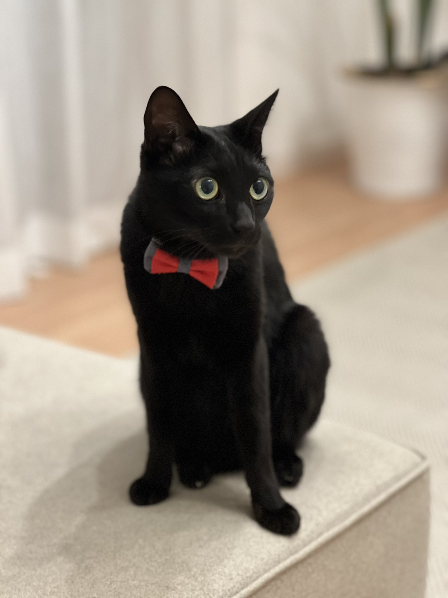 黒猫ページ 黒猫トニー on X: 