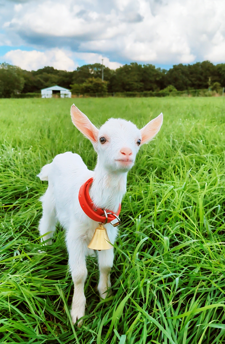 この子はもしかして…？🐐
