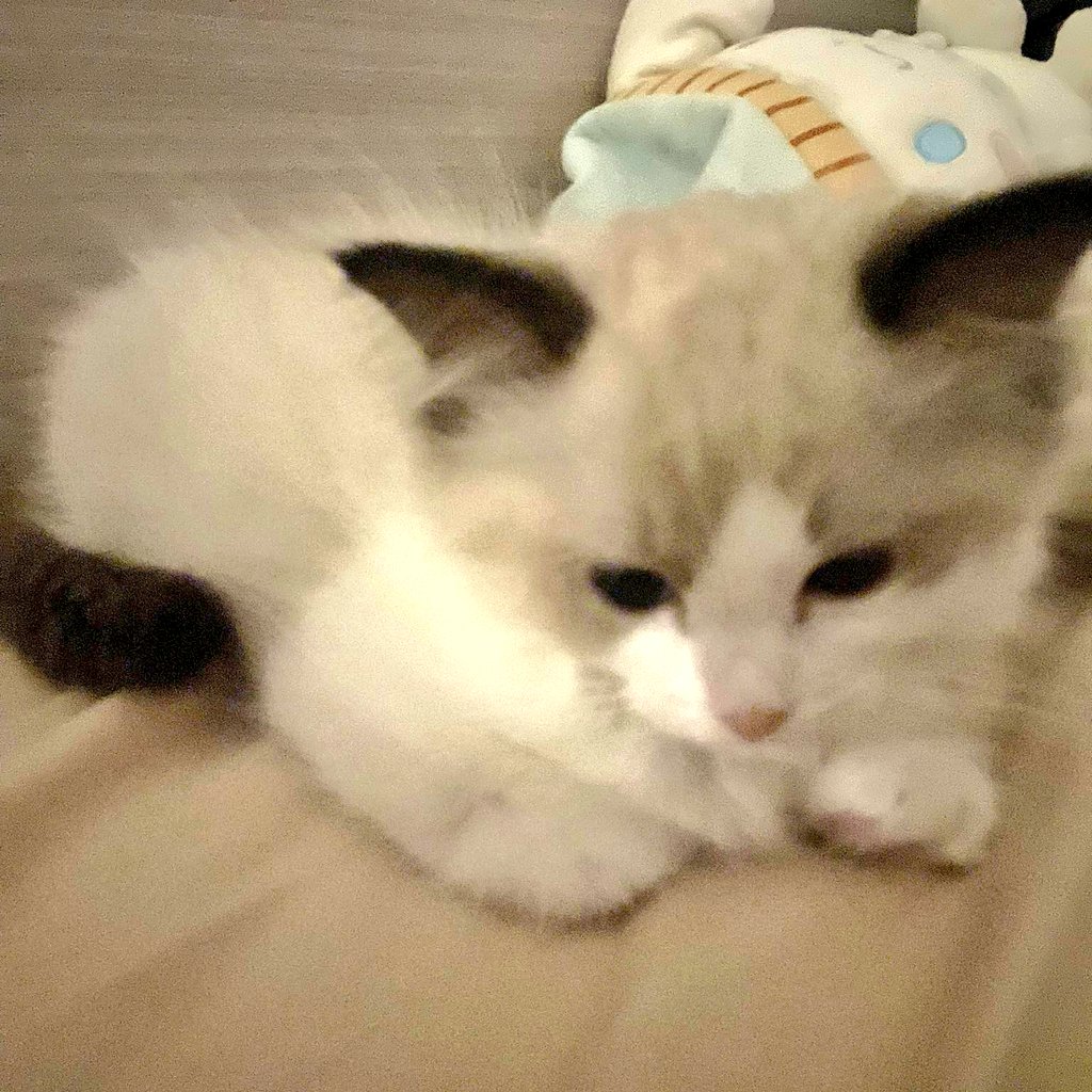 ❁ねこ❁ Akita Yura on X: 