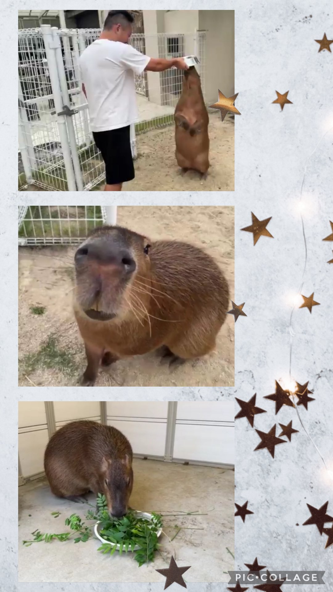 mameページ　たんぽぽ畑のイヌ　ピンクのカピバラ mameページ たんぽぽ畑のイヌ ピンクのカピバラ マロンちゃん