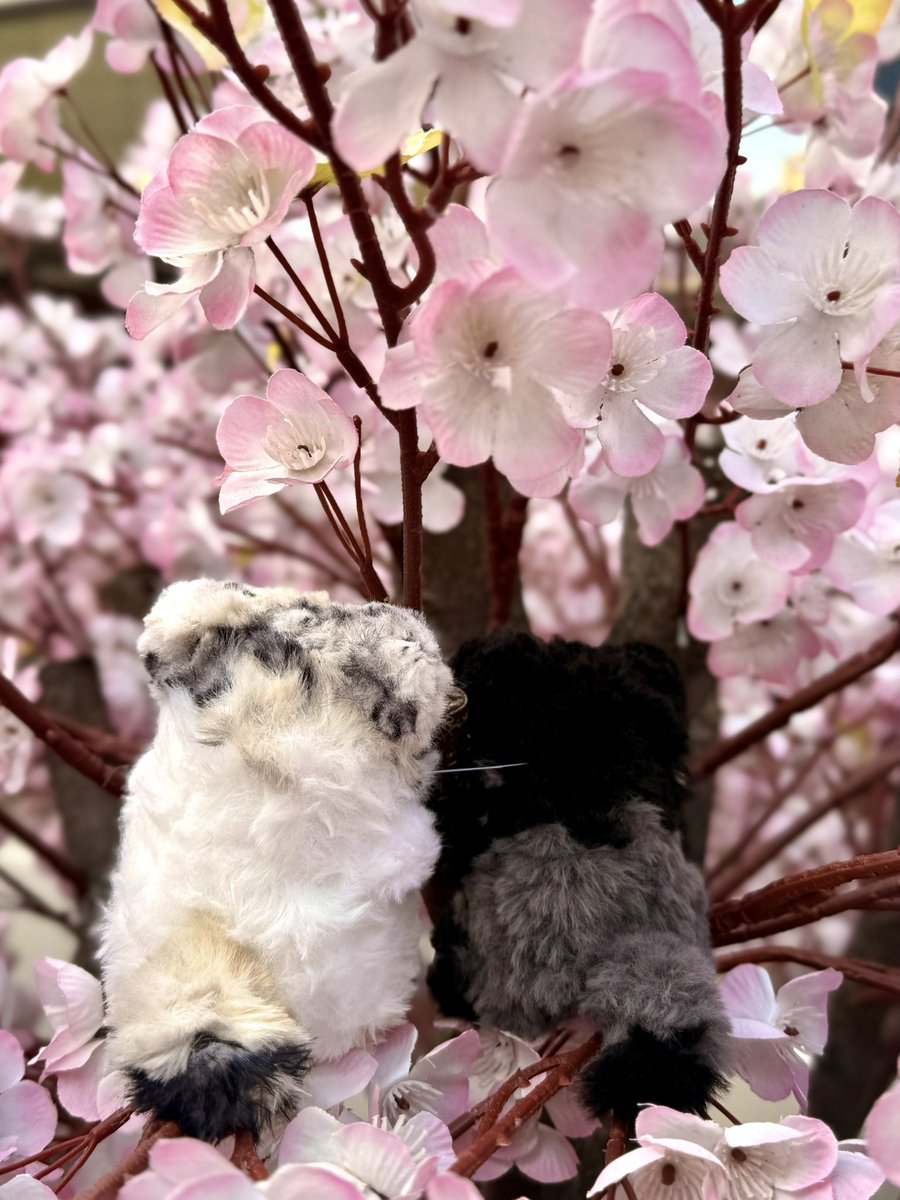 행사랑 별그램에서 항상 데리고 오고싶다..
하며 어슬렁 거리던 작가님네 냥냠이!!!🐾

저번 프젝에서 싴님이 데려온 깜찍이 아기 제규어(?)
기적적으로 오더를 넣고 어제 받은 쿠냥이!!

핑크젤리까지 해주셔서 심쿵사 장난 아니였구요
흑임자 꼬리까지 최고!!❤️

#묭묭공방 (<a href="/myong_myong_22/">💖묭묭공방💖</a> )