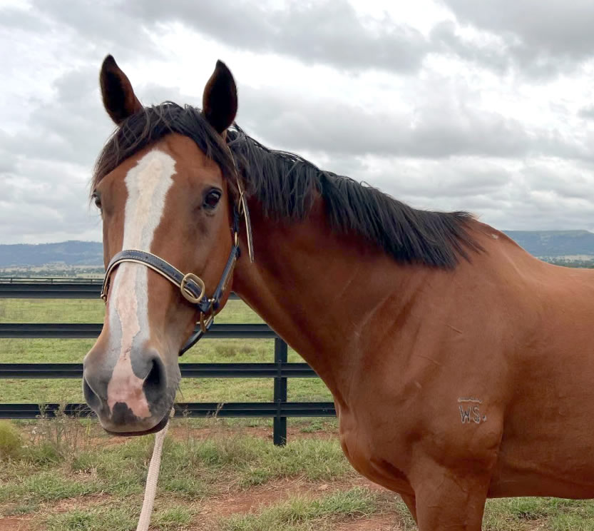 Sad news from Corumbene Stud with the passing of their treasured mare Bahia breednet.com.au/news/41458/cor… <a href="/Aushorse_TBA/">Aushorse</a> <a href="/GaiWaterhouse1/">Gai Waterhouse AO</a> <a href="/mmsnippets/">Magic Millions</a> <a href="/CaroSearcc/">Caroline</a> <a href="/SwettenhamStud/">Swettenham Stud</a> <a href="/MHeritageTB/">Marcus Heritage</a>