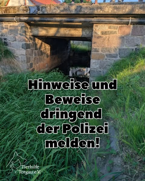 Tierhilfe Torgau Kopie:
Wichtiger Hinweis für alle Tierfreunde in Taura und Umgebung! 
In den letzten Wochen sind immer mehr Katzen spurlos verschwunden: inzwischen über zehn Tiere. Nur drei wurden tot aufgefunden. Deutlich ist, dass sie an keinem natürlich Tod verstorben sind.