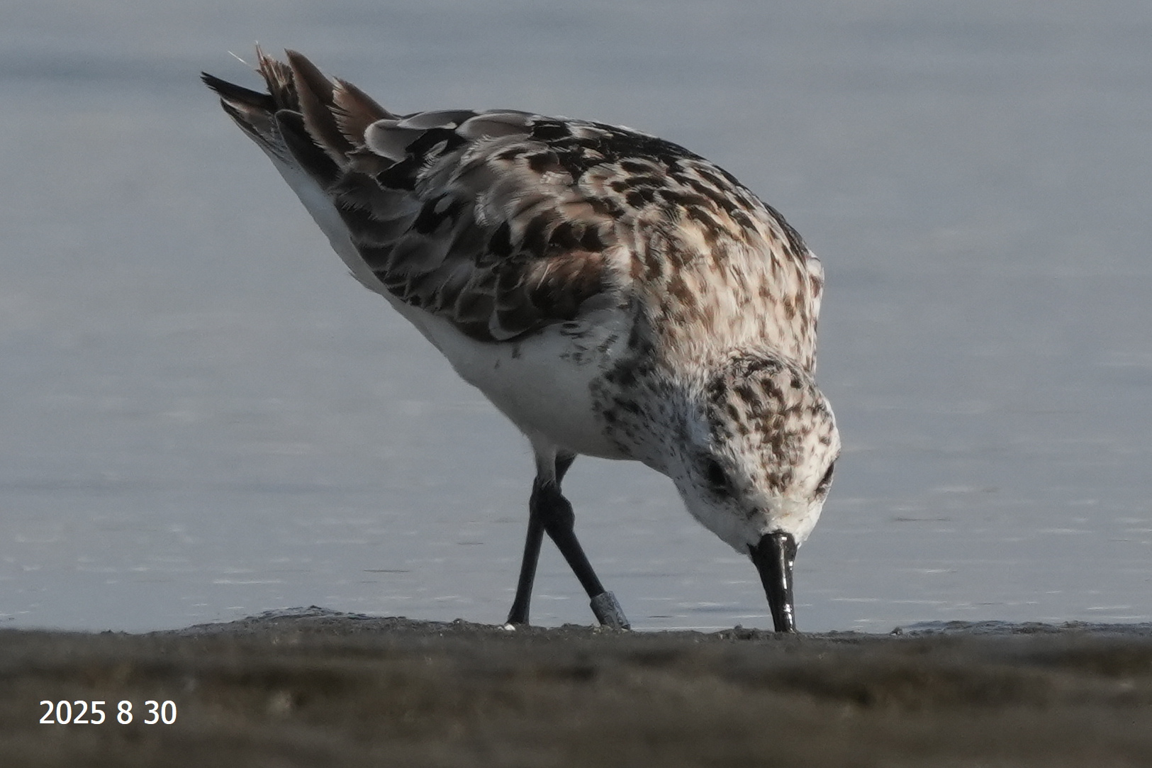 樹上鳥 ZX-4RRにNinja誕生40周年を記念した40th Anniversary Editionが