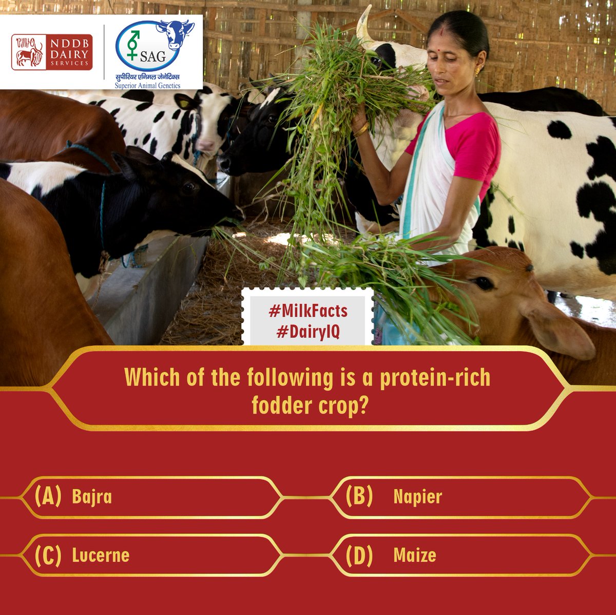 NDDBDairyServ's tweet image. Time for a #feedquiz

Dive into the #cattlefeed conversation and expand your knowledge!

Share your response in the comments below.