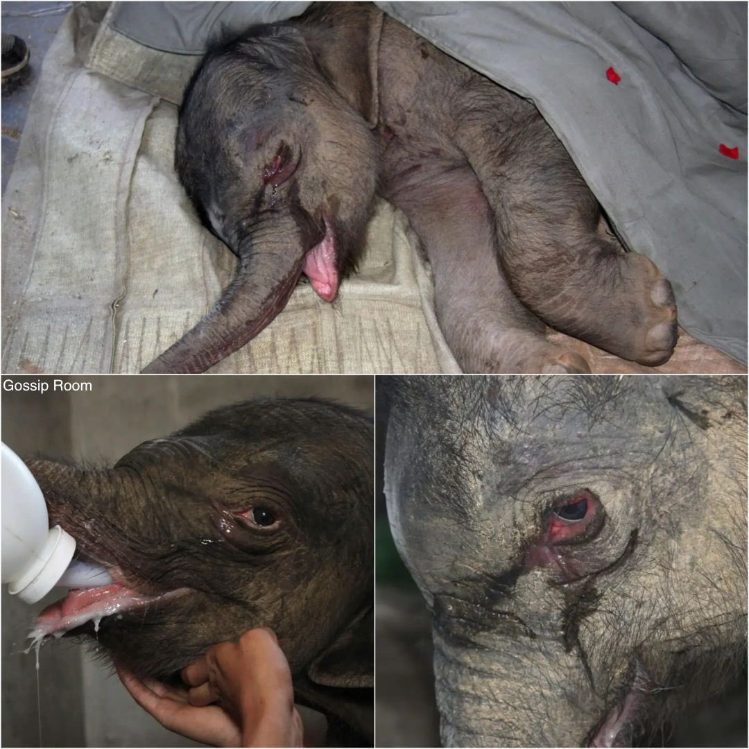 🚨 Rejeté dès sa naissance par sa mère, un éléphanteau a été vu en train de pleurer pendant 5 heures d’affilée. 

Après avoir été piétiné volontairement par sa mère cinq jours après sa naissance, le petit éléphant Zhuangzhuang a dû être isolé pour sa sécurité, ce qui l’a plongé