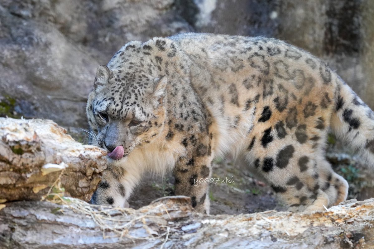ユキヒョウベビー❤️雪豹♥生後2週間(≧∇≦)b♥まなあきちゃん御予約❤️ F5BPbKlaUAA1QWX.jpg:large