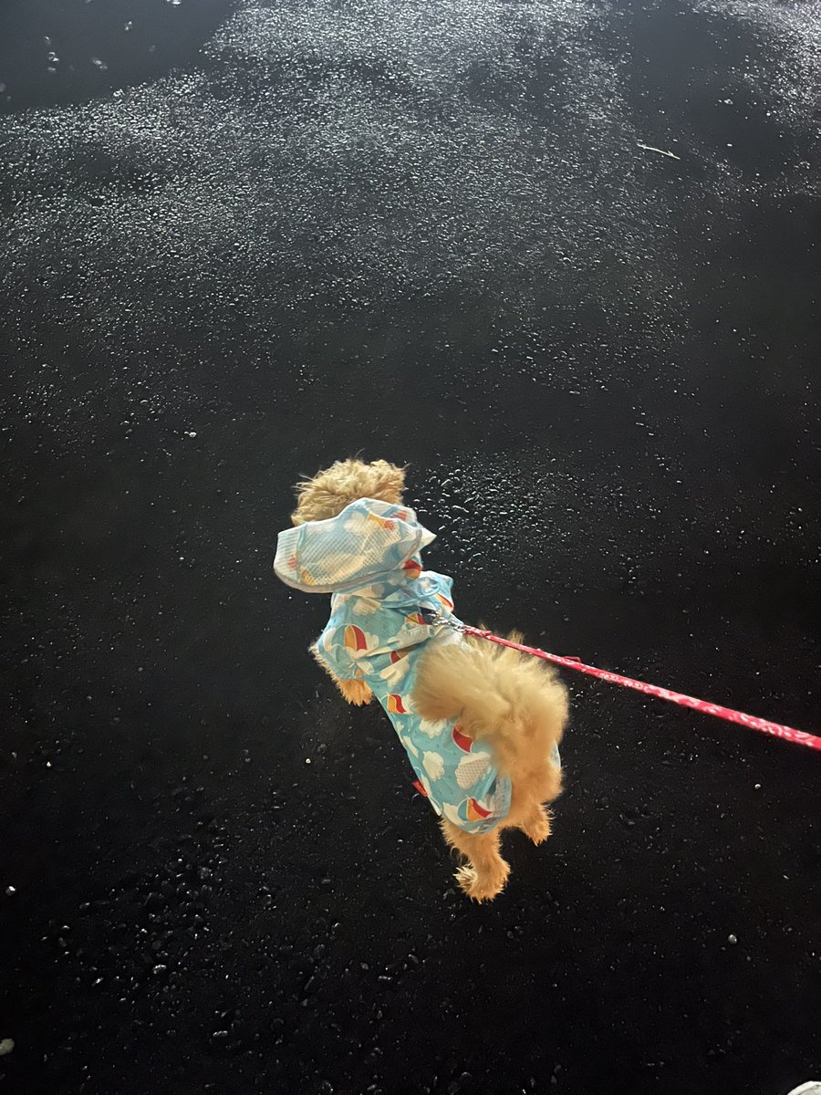 mochikome41928's tweet image. カッパを着せられて不服そうなイッヌ🌧️

#ポメプー #pomapoo #MIX犬 
#犬のいる暮らし #犬好きさんと繋がりたい