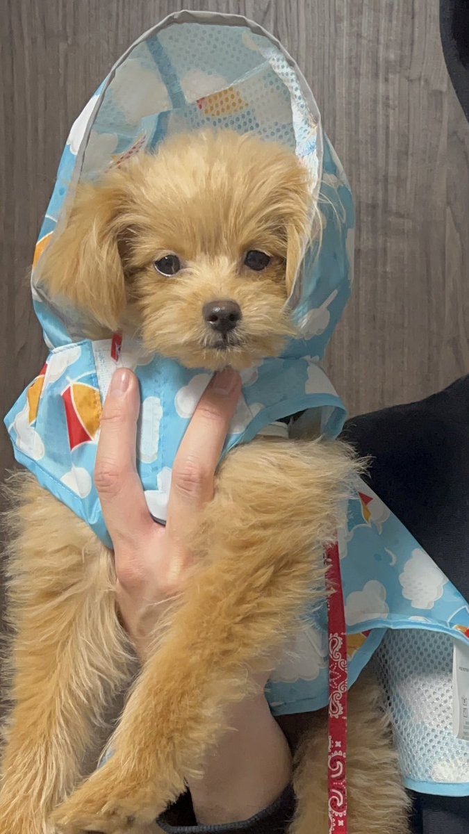 mochikome41928's tweet image. カッパを着せられて不服そうなイッヌ🌧️

#ポメプー #pomapoo #MIX犬 
#犬のいる暮らし #犬好きさんと繋がりたい