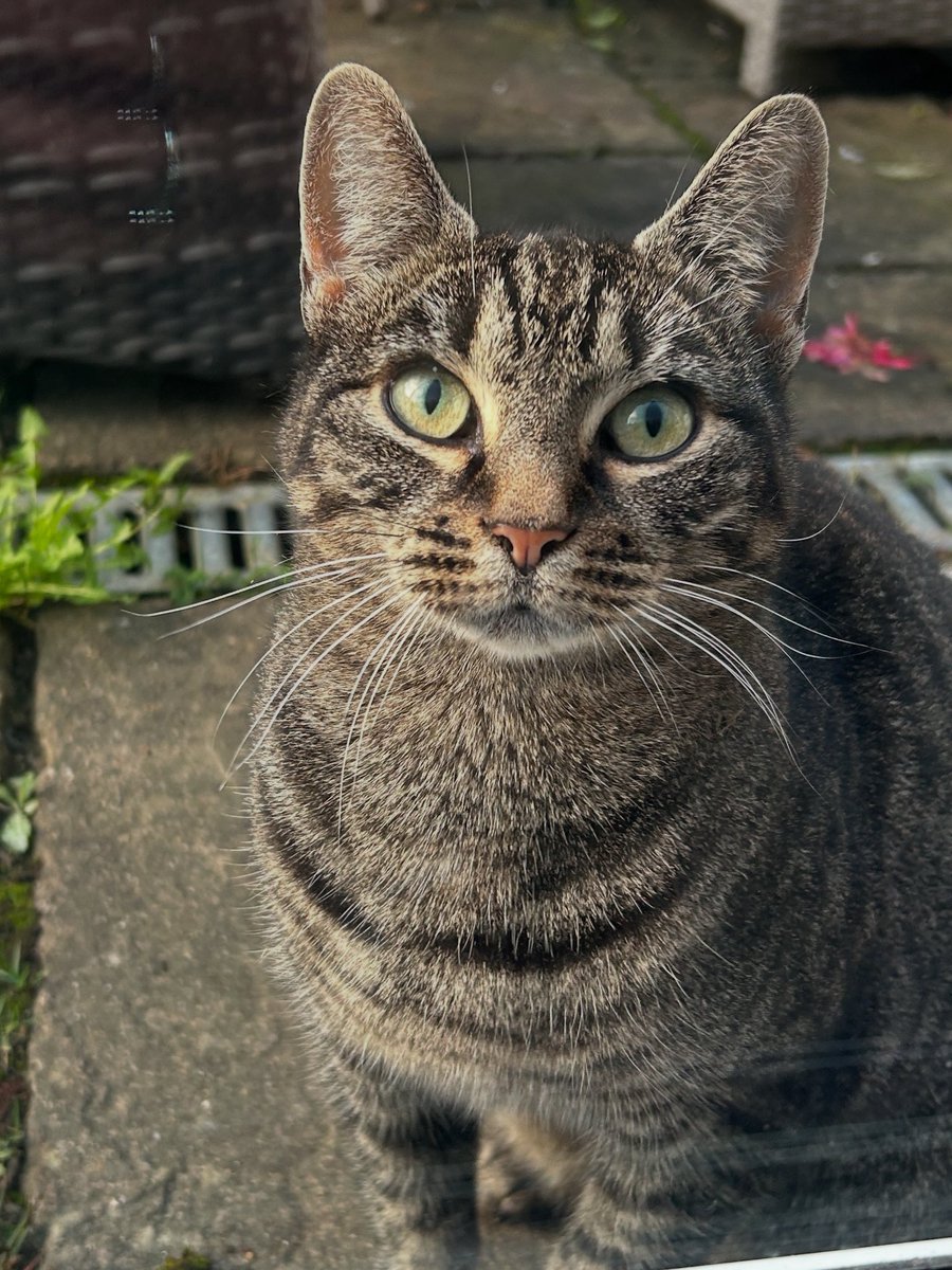 christyritchie1's tweet image. Anyone in #snodland or #halling lost a cat? This beautiful girl has been in our garden for a week. She’s not microchipped but so affectionate so I am sure she has a family somewhere. #lostcat #straycat #snodlandcat