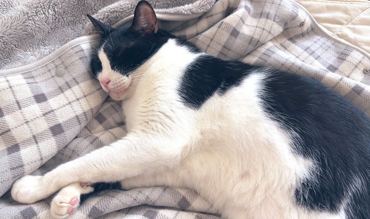 雨*猫様 画像追加しました。さらに値下げ❗️値下げ❗️アンティークミシンです 雨*猫様 画像追加しました。さらに値下げ❗️値下げ