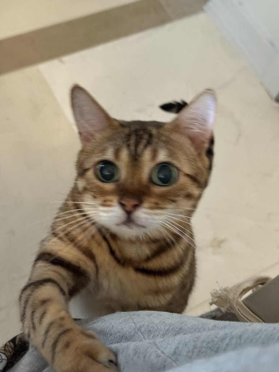 언니 의자 앉아있으면 자기 쳐다볼 때까지 옆구리에 젤리 얹고 무한으로 톡톡 치는 고양이
진짜너무너무너무너무귀여워ㅠㅠㅠㅠ