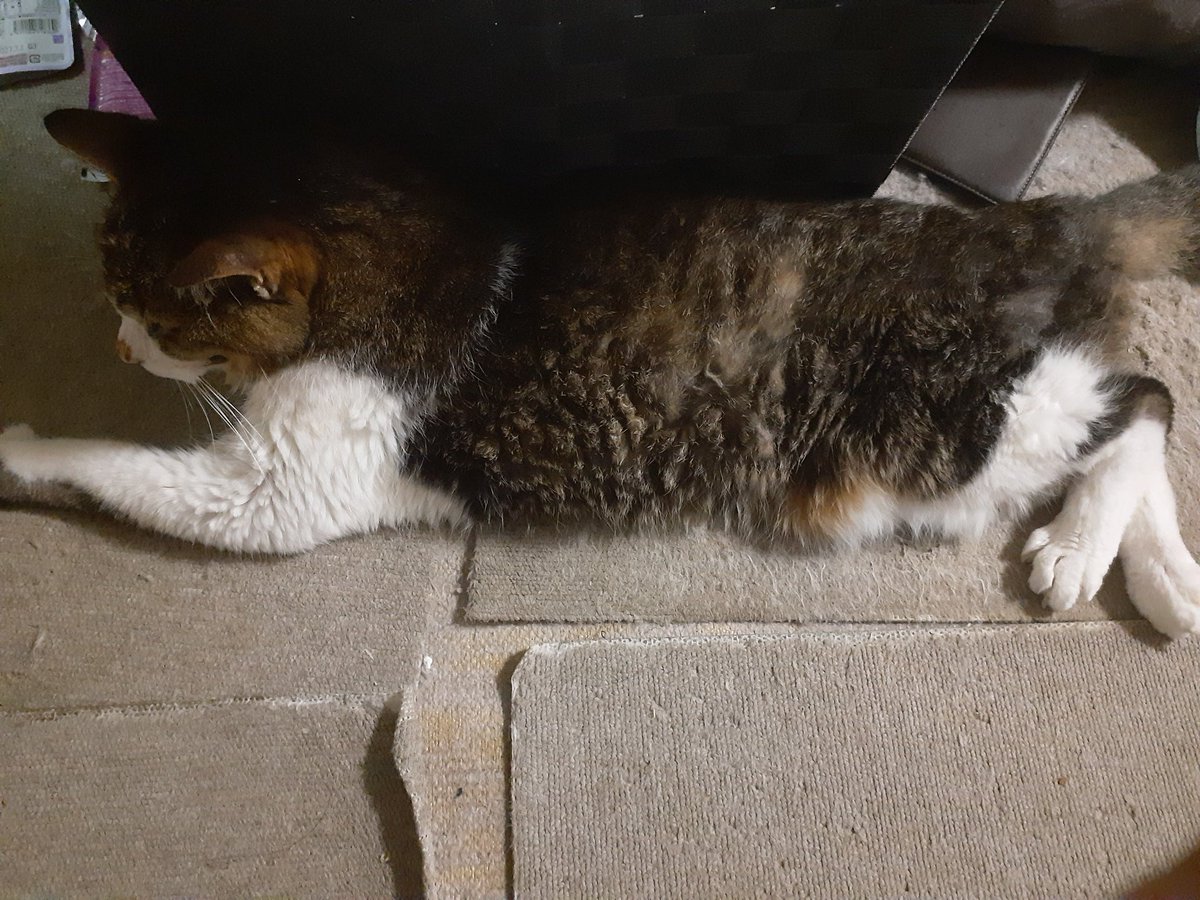 ferus_sus's tweet photo. 腎不全末期のうちの猫(19歳)
日に日に力が入らなくなってるのか時折よろめくようになりました

体重も全盛期の半分ほどしかなく、この子の兄弟が亡くなった時の経験からあと1ヶ月くらいだろうなと思ってます https://t.co/nZPyI0KfqA