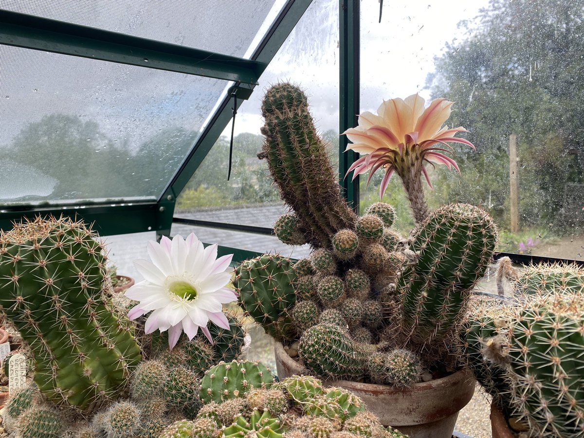 The Echinopsis have put on a splendid show this year with 3-4 flushes of flowers throughout the summer. Just noticed that in one of the pots there is an imposter. #fairviewyearround