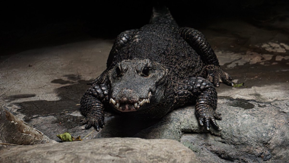 African Dwarf Crocodile,
Franklin Park Zoo