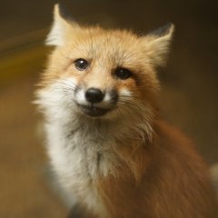 Fox (@hourlyfox) on Twitter photo 