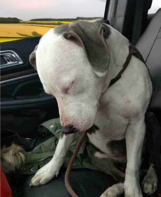 DogLovers03's tweet image. On the way home after getting adopted... he is so tired ❤