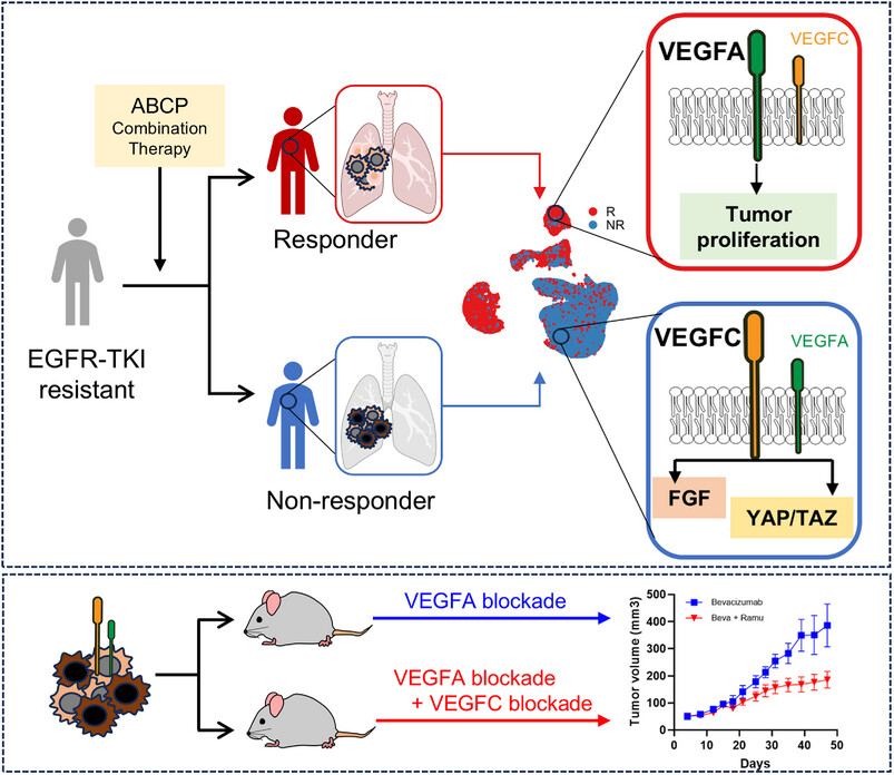 MedComm_MC's tweet image. #Article in @MedComm_MC 

VEGF Signal Complexity Confers Resistance to Atezolizumab, Bevacizumab, Carboplatin, and Paclitaxel in EGFR-Tyrosine Kinase Inhibitor-Resistant Non-Small Cell Lung Cancer🔗doi.org/10.1002/mco2.7…

#ABCP #Combination #Immunotherapy #EGFR #TKI #NSCLC
