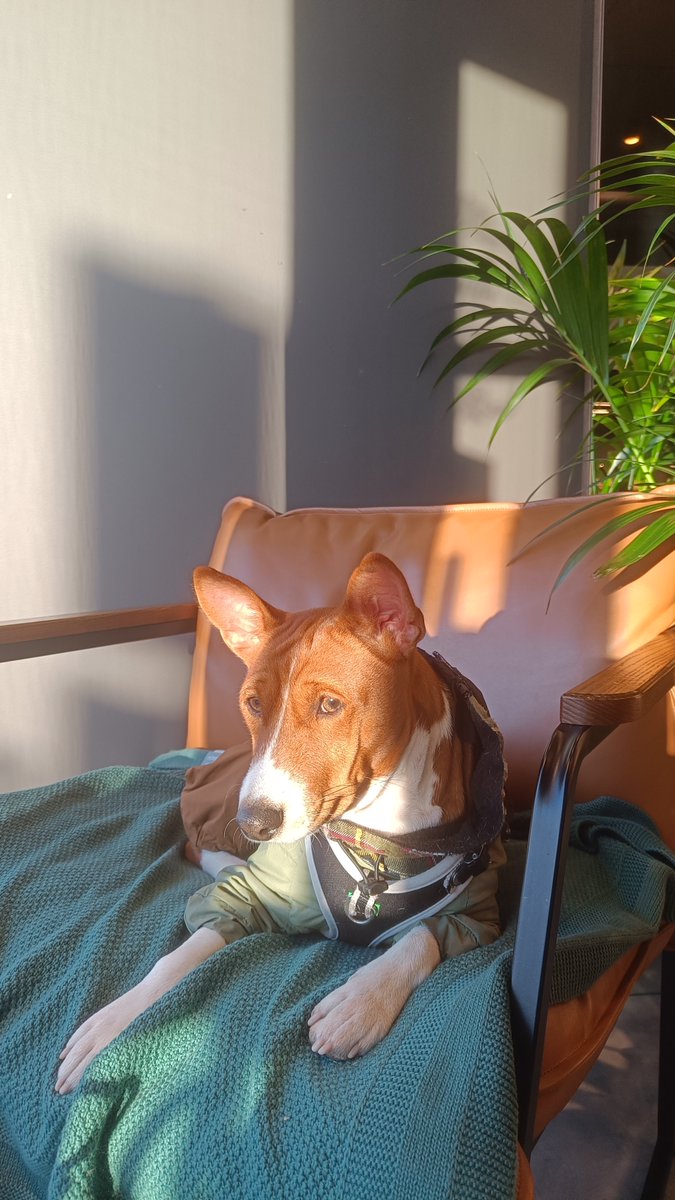 Mari_Makovkina's tweet image. Autumn vibes
#basenji #Lviv #supportdog #autumn