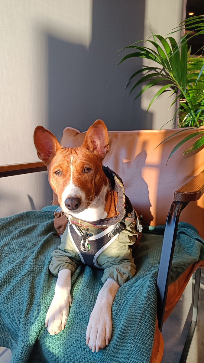 Mari_Makovkina's tweet image. Autumn vibes
#basenji #Lviv #supportdog #autumn