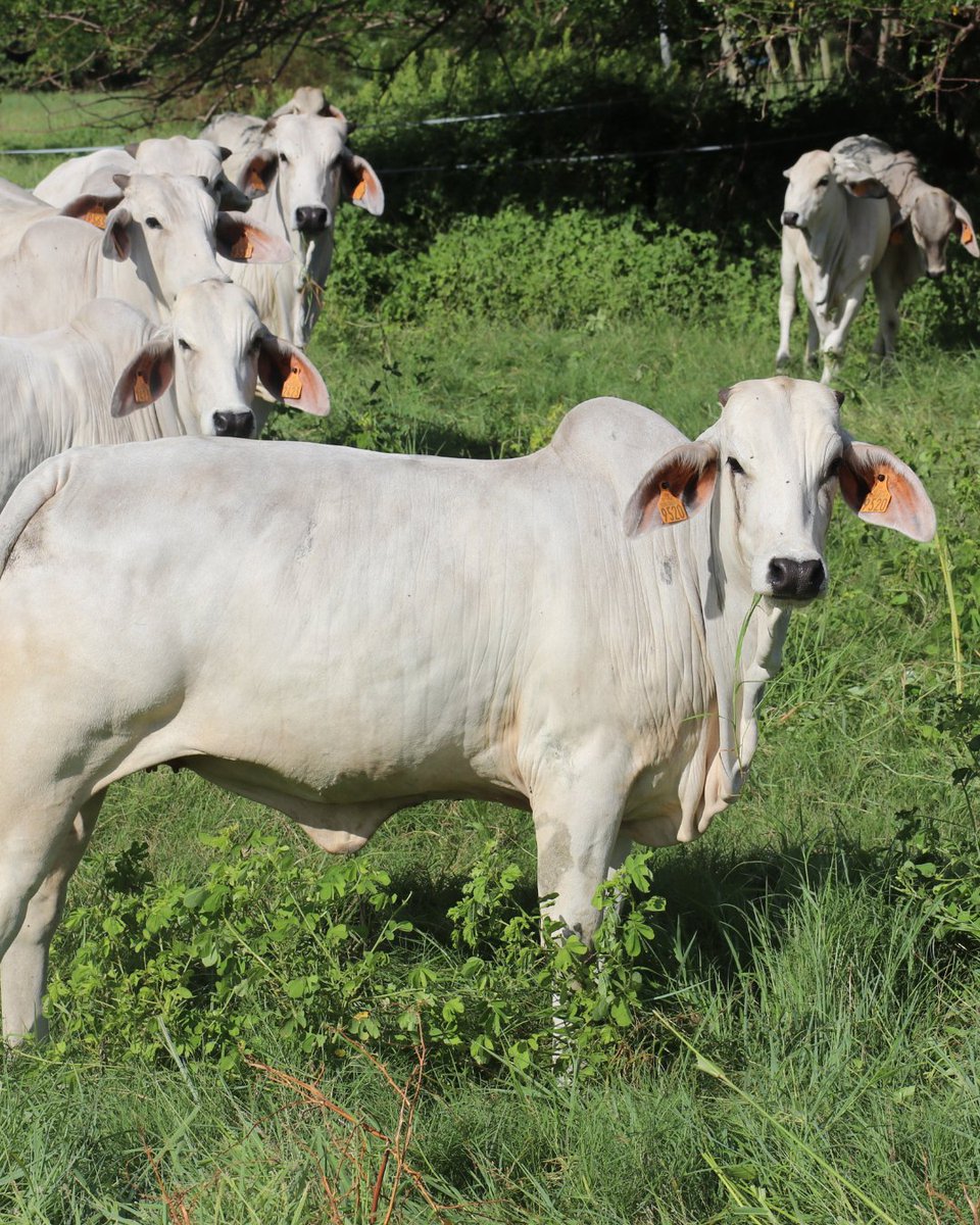 C'est une première ! 
La vache égérie du #SIA2026 sera la Brahman, une race ultramarine élevée en Martinique &amp; Guyane.🐄

Une première dans l’histoire du Salon. Et un symbole fort : 
☀️ Adaptation au climat 
🥩 Qualité des viandes 
💚 Élevage durable

RDV du 21/02 au 1/03 2026.