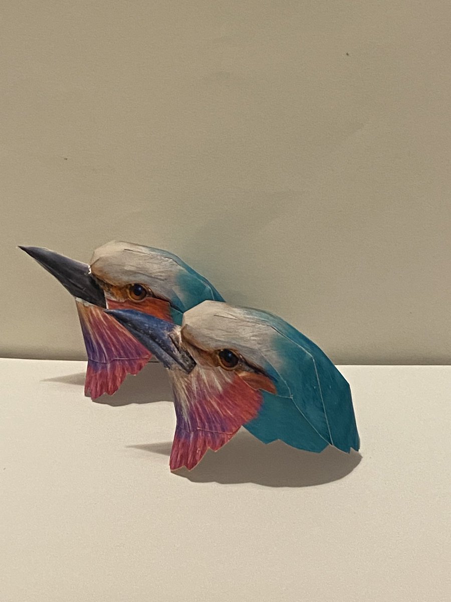 kamitoriya's tweet photo. ライラックニシブッポウソウの進捗です
ようやくらしくなってきました

#papercraft 
#lilacbreastedroller 
#紙鳥屋 
#ペーパークラフト 
#ライラックニシブッポウソウ https://t.co/xKbdczskvi