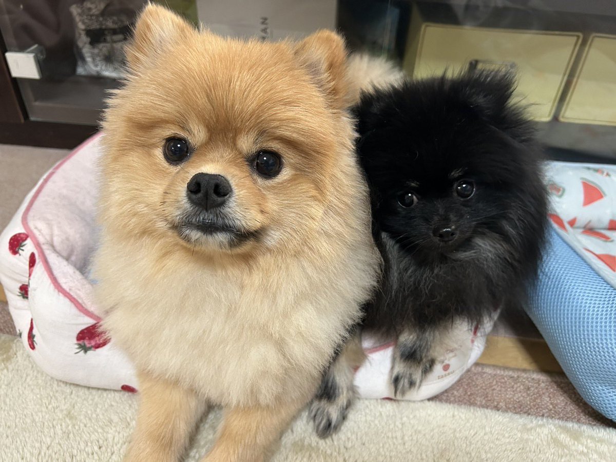 今日もギチギチなクッション