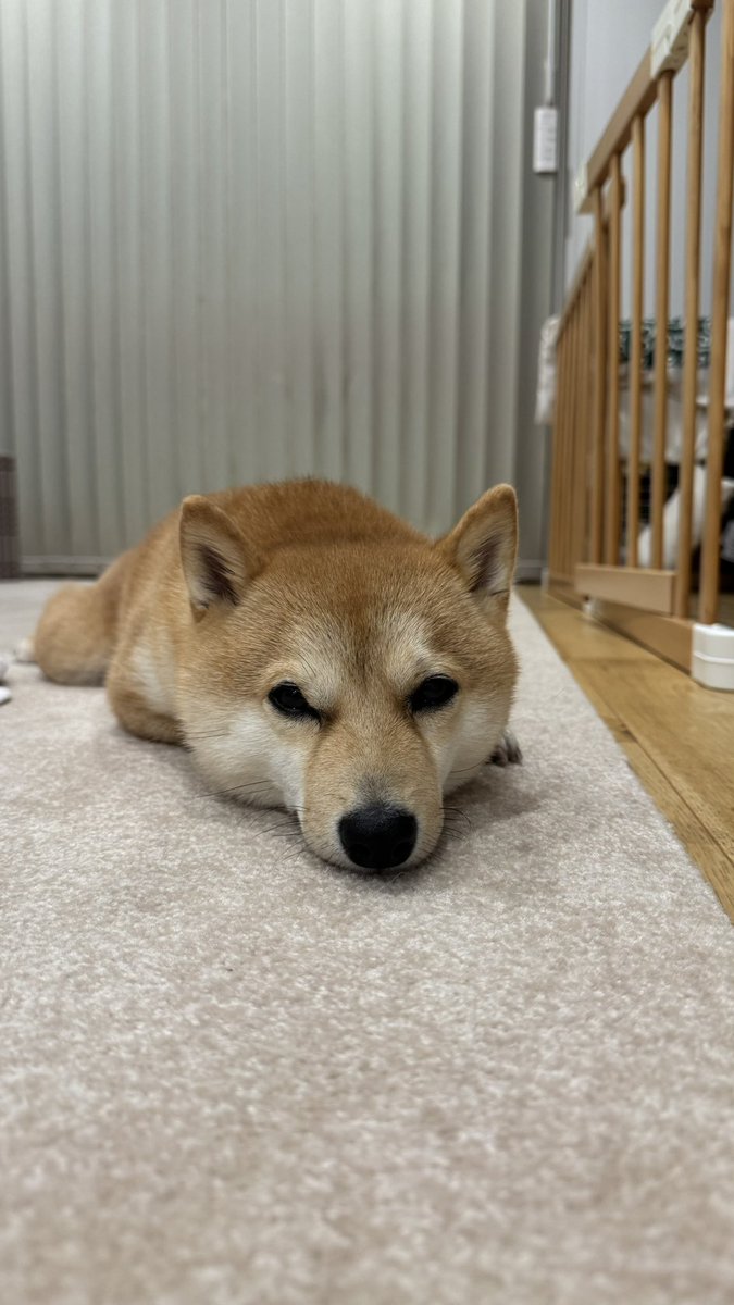 えだまめくん 豆柴えだまめくん (@edamamekun_0728) / Posts / X