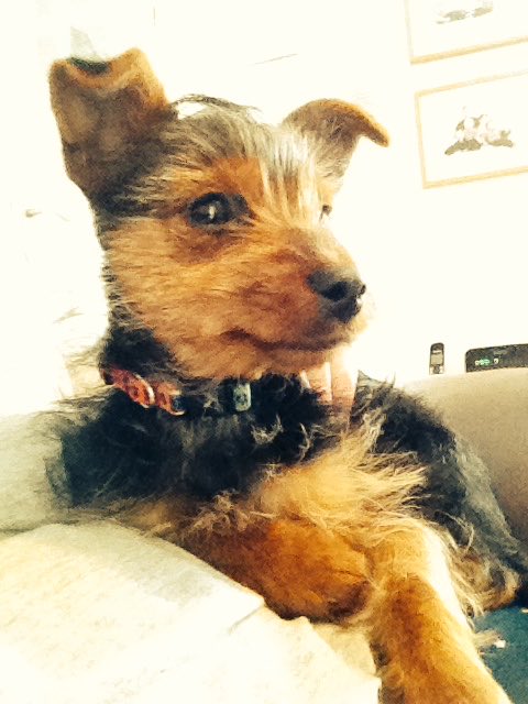 Puppy pose #ThrowBackThursday 💙