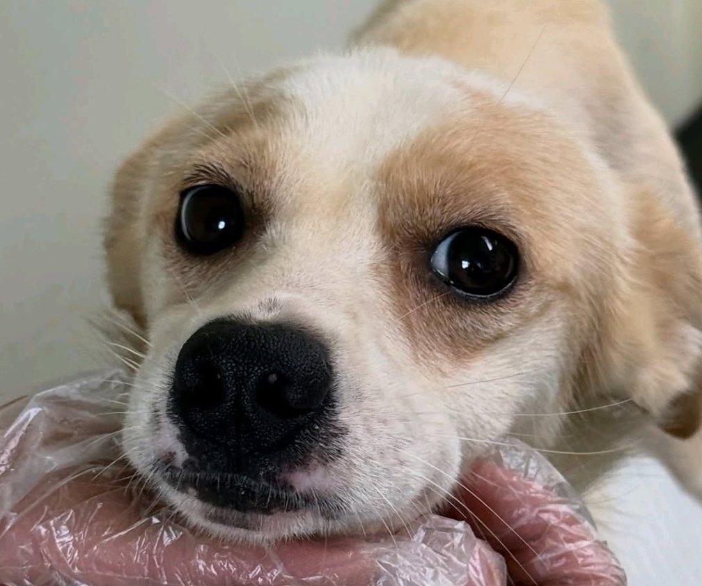 이 뽕주둥이를 봐요
뽀뽀하고 싶지 않습니까?
너무 이뻐서 여아인줄 알았는데
남자아이래요

완전 디즈니상!!!
1살 추정 순딩이
9월 12일 안락사 확정

가족을 찾고 있어요