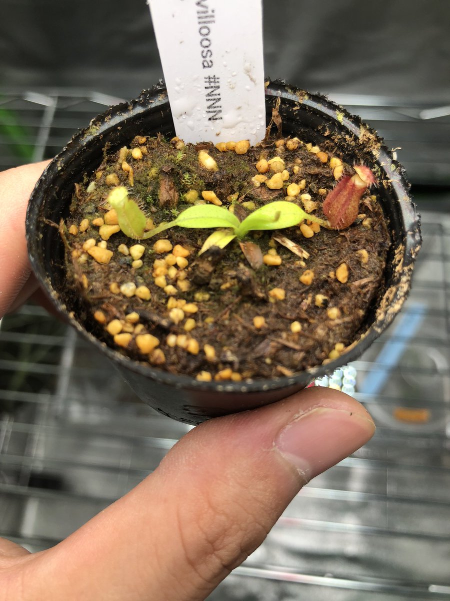 shibuyasuu's tweet photo. 今日の植物
N. hamata x villosa
初めての高山ネペン
#Nepenthes
#hamata
#villosa
#ネペンテス
#食虫植物 https://t.co/Ffyil2f0pr