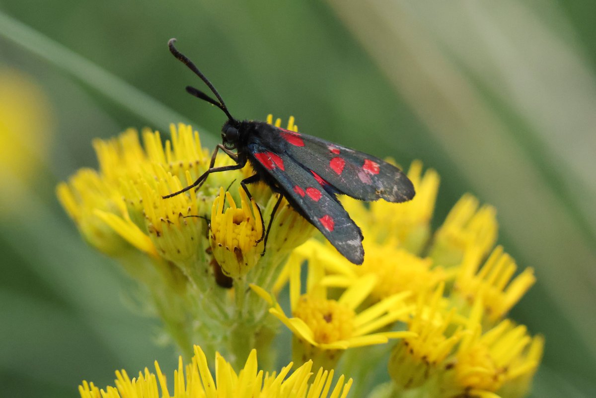 Next up to Share/QP is #InsectThursday where we show off things that are happy with #LifeInTheUndergrowth.

For this week i'm using the Narrow-bordered Five-Spot Burnet Moth

#macro #photography #EastCoastKin #MacroPhotography #insects #naturephotography #Moths #InsectPhotography