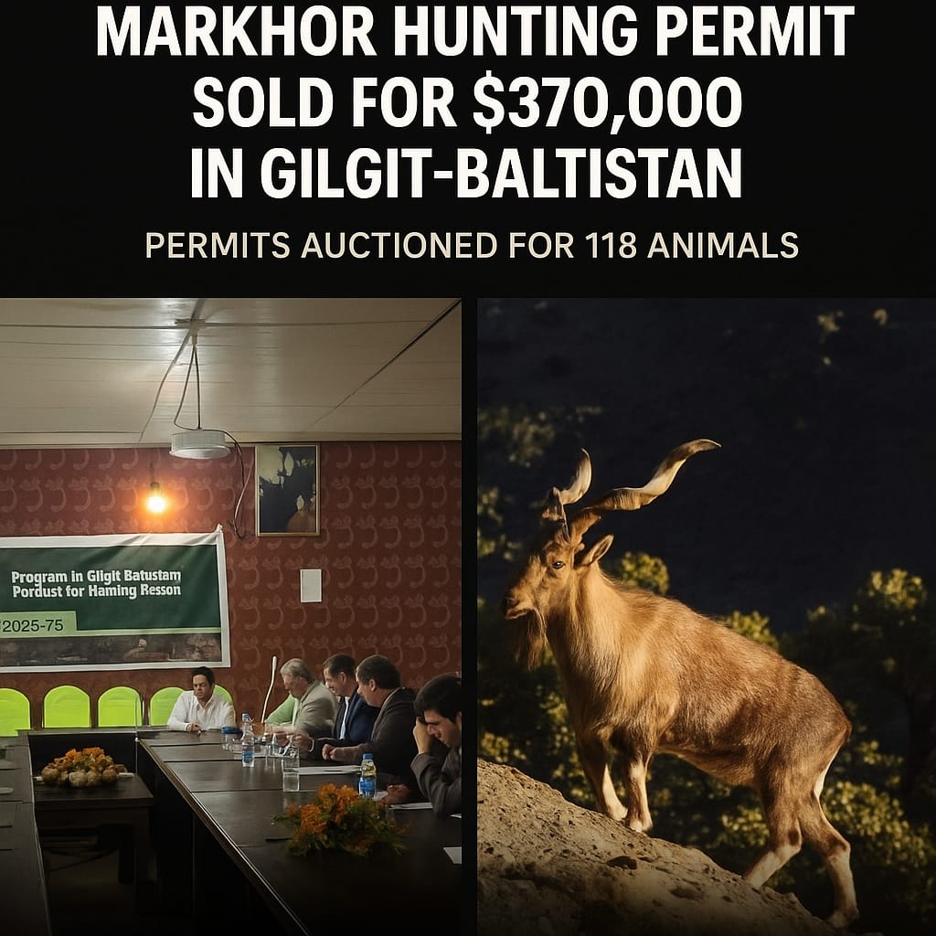 k79646435's tweet image. $370,000 for a single Markhor hunting permit! #Markhor #HuntingPermit #GilgitBaltistan