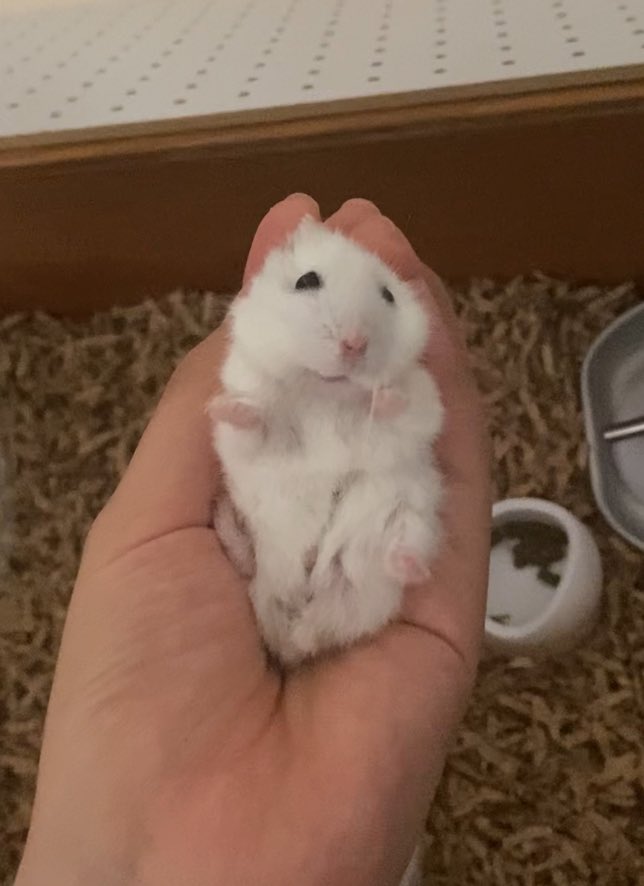 飼い主ぽくを置いてデート？？？ぽくがいるのに？！？！