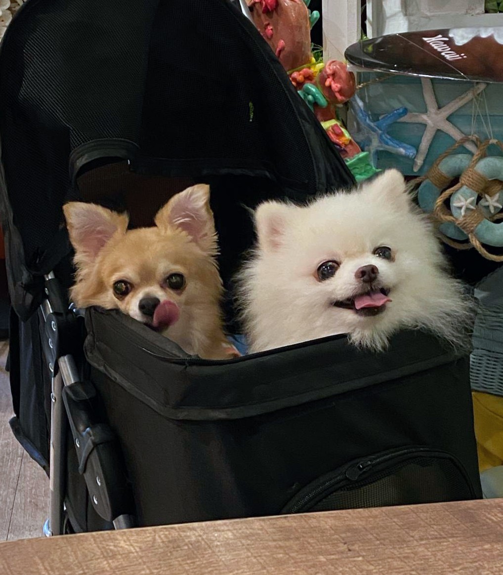 ハワイアンカフェに行ってきました。
ボリュームたっぷりでお腹いっぱい🥰

ワンコ連れもOKなお店でゆっくり楽しんできました✨️