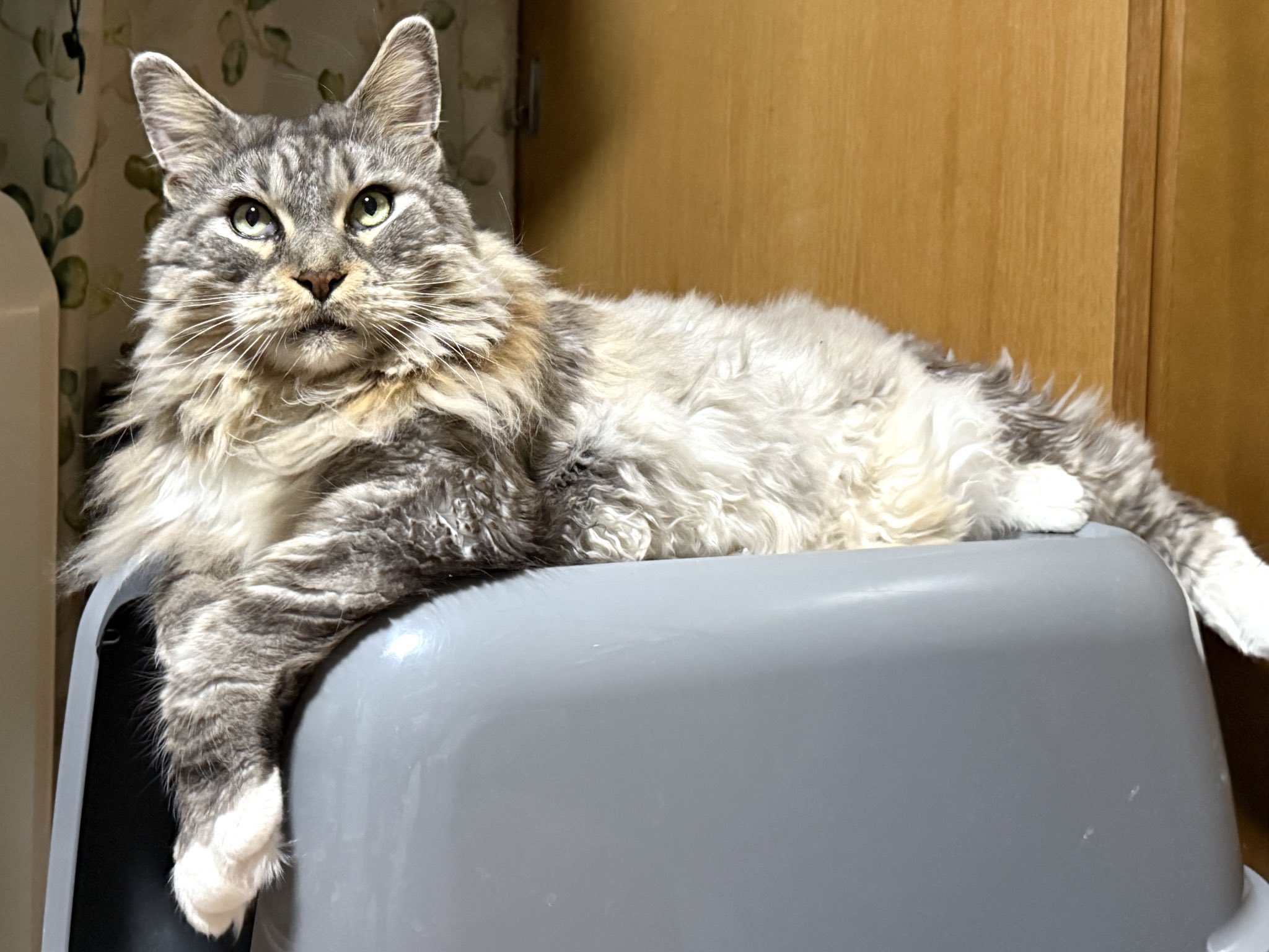 more-cats もあねこ　ハイロ　ブルーレモンスカッシュ　デザフェス　ソフビ more-cats もあねこ ハイロ ブルーレモンスカッシュ デザフェス