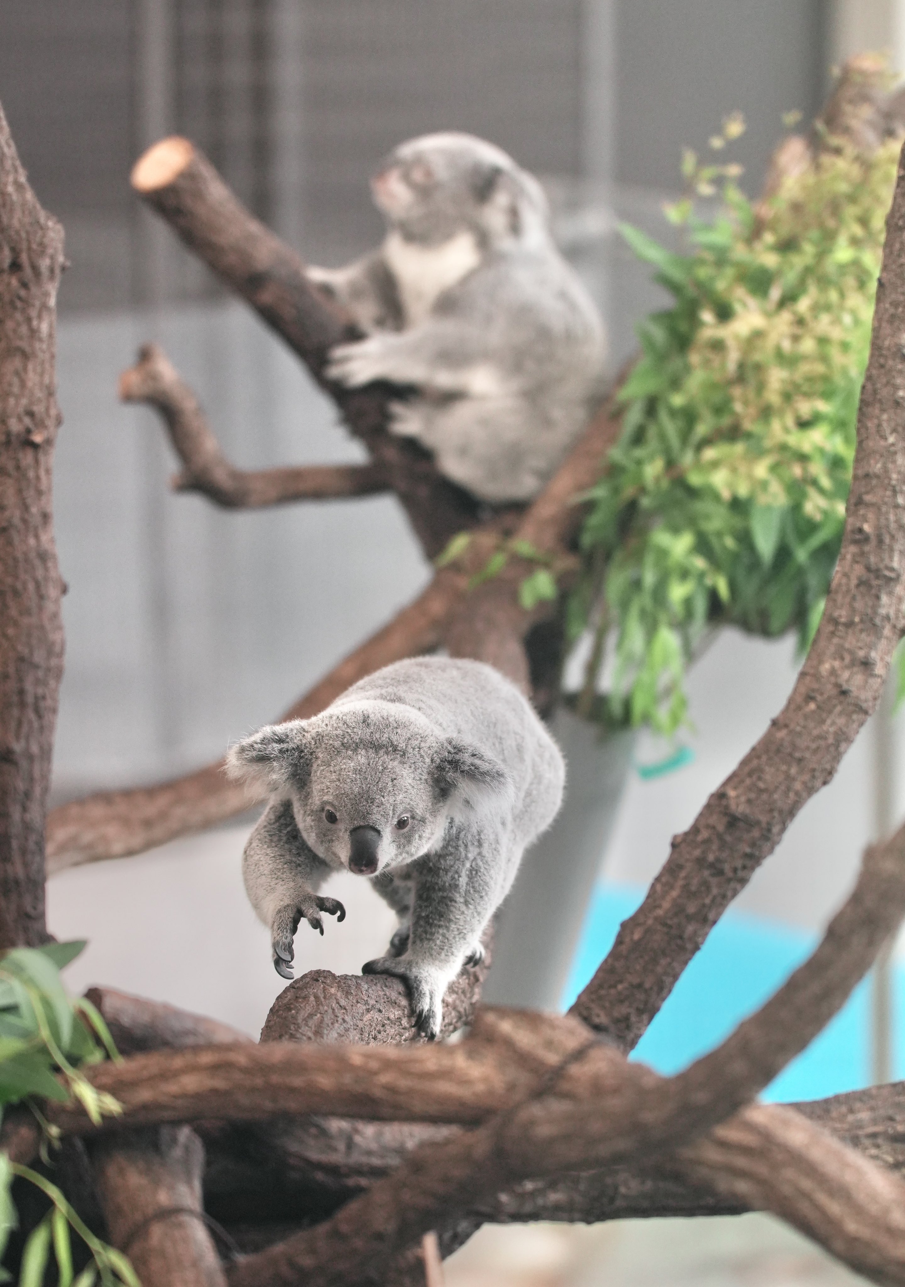 ワンダーコアラ えむ (@w31x_) / X