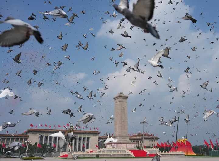 SpotlightBJ's tweet photo. China concluded its V-Day commemorations on Wednesday with a release of 80,000 doves into the sky.🕊️

All doves were borrowed from members of the Beijing Racing Pigeon Association, with most pigeons already having returned safely home to their owners.🥰 #ForWorldPeace #VDay https://t.co/cOEb9KcahM
