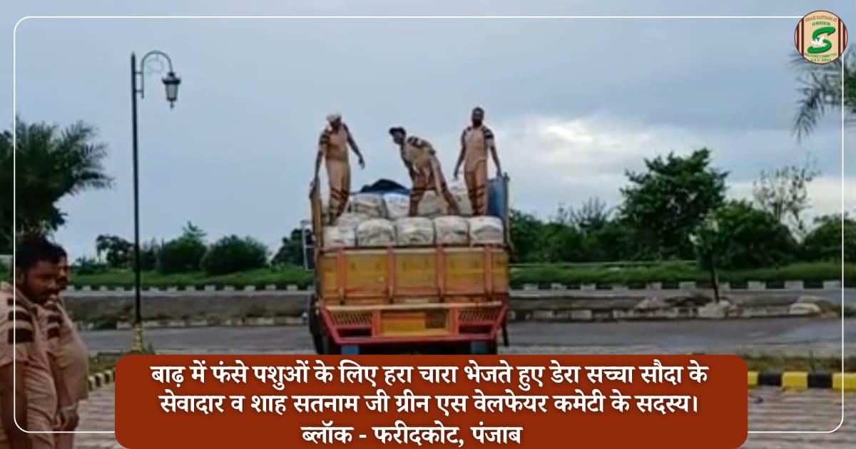 GreenSwelfares's tweet photo. Serving and saving cattle, Shah Satnam Ji Green 'S' volunteers of Block Faridkot have sent fodder for animals stuck in flood-impacted areas.
As the cattle stranded in many places struggle to survive, the volunteers are ensuring help for them as well, guided by Saint Dr MSG's teachings.

#FloodRelief #AnimalWelfare #DisasterRelief #PunjabFloods