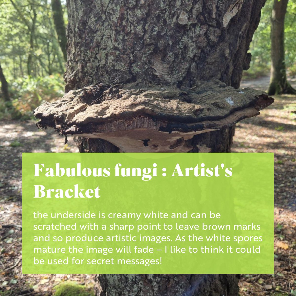 🍄fabulous #fungi 🍄 Artist's Bracket
Find it at RSPB Pulborough Brooks: There’s a lovely example growing near the bug hunting area in the woodland. We’ll be setting up our fungi trail and running guided walks in October – find out more: events.rspb.org.uk/events/130378
<a href="/ExpSussex/">ExperienceSussex</a> <a href="/sdnpa/">South Downs National Park</a>