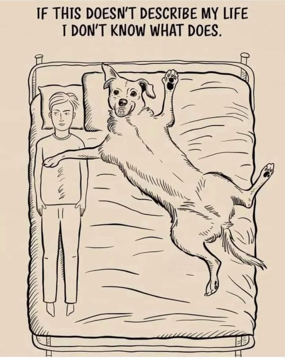 𝕏 Dogs (@_xdogs) on Twitter photo 
