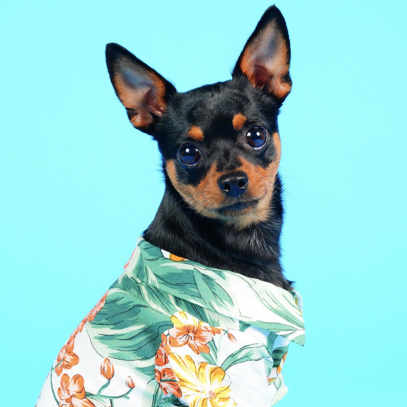 ❤︎ 犬love❤︎ PET FiND 犬服 I LOVE MY MOMMY ＆ DADDY 春 夏 犬用 タンク